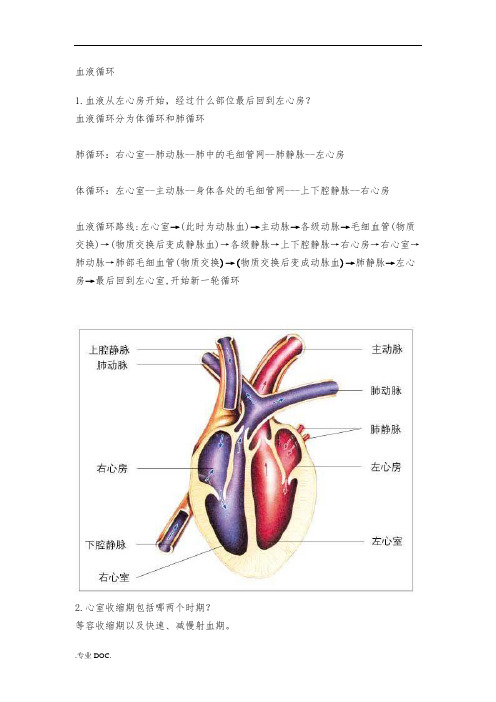 血液循环图片版