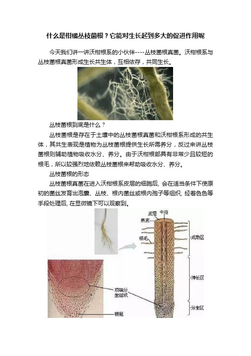 什么是柑橘丛枝菌根？它能对生长起到多大的促进作用呢