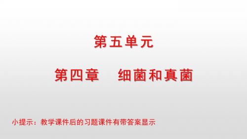 人教版八年级生物上册课件第五单元第四章细菌和真菌