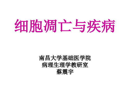 医学研究生病理生理资料-细胞凋亡(交)