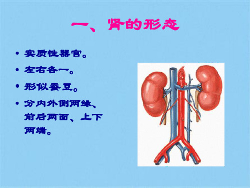 肾脏解剖结构图(共7张PPT)