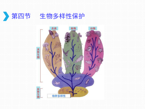 新人教版高中地理选修6 4.4 生物多样性保护