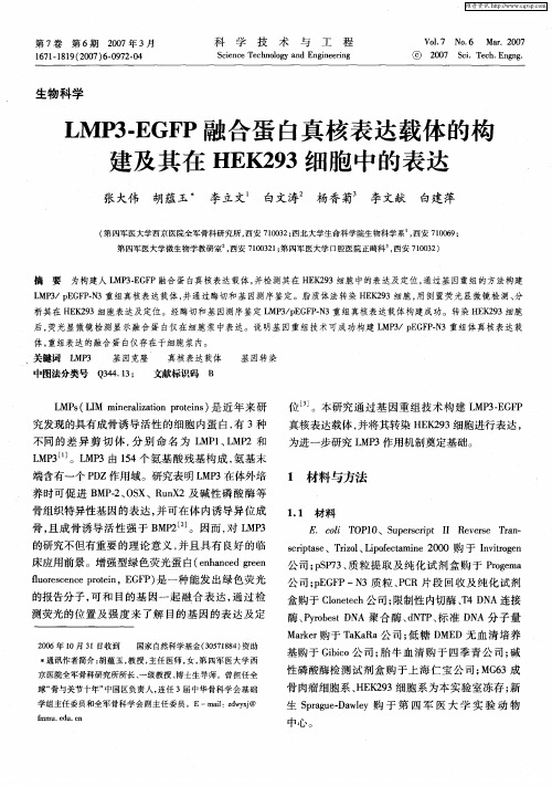 LMP3-EGFP融合蛋白真核表达载体的构建及其在HEK293细胞中的表达