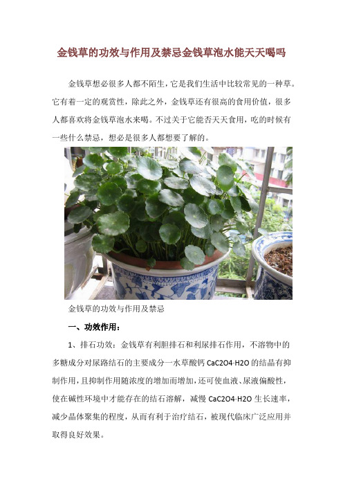 金钱草的功效与作用及禁忌 金钱草泡水能天天喝吗