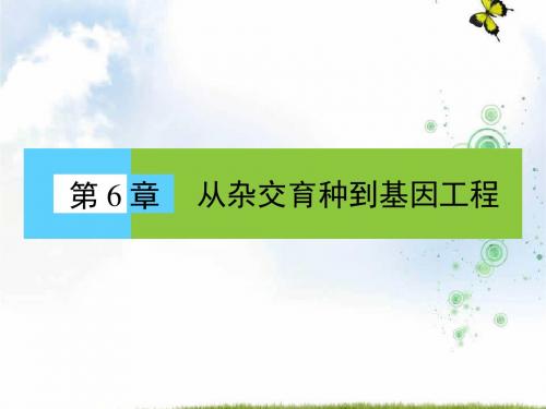 人教版高中生物必修(二) 6.1 杂交育种与诱变育种 课件 (共39张PPT)