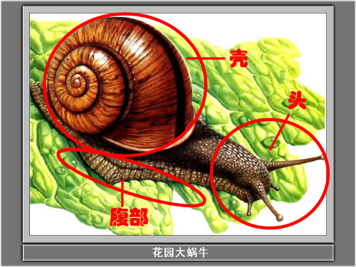 四年级科学上册课件-4.1 身体的结构｜教科版 (共12张PPT)