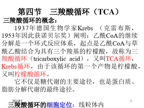 三羧酸循环(TCA)