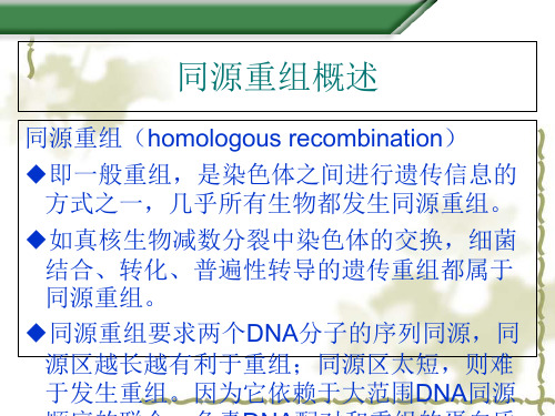 同源重组的应用专题讲义(ppt 20页)