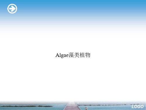 Algae藻类植物ppt文档