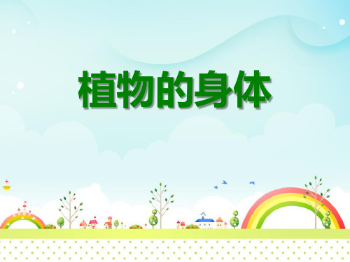 《植物的身体》植物的生长PPT课件三