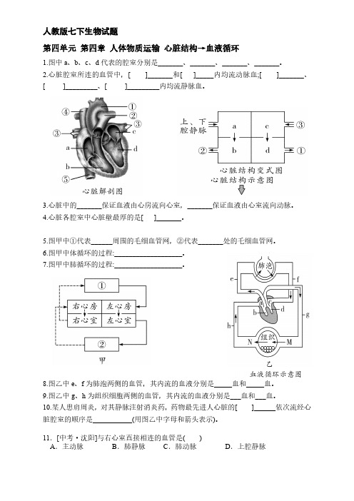 生物七年级下循环系统试题整理(含答案)