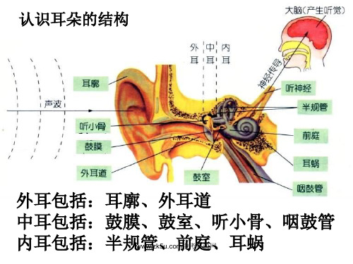 七年级科学耳的结构与听觉的形成1(PPT)5-1