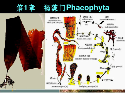 海洋生物学第七章褐藻门