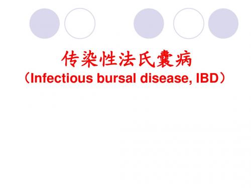 IBD(传染性法氏囊病)