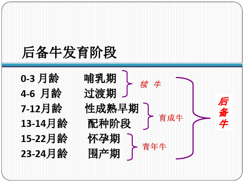 后备牛的饲养管理