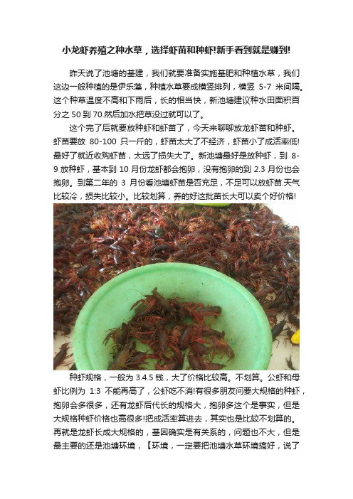 小龙虾养殖之种水草，选择虾苗和种虾!新手看到就是赚到!