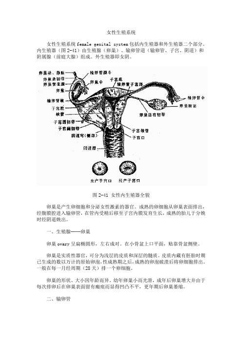 女性生殖系统