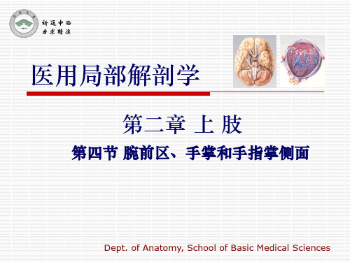 医用局部解剖学-腕前区、手掌和手指掌侧面