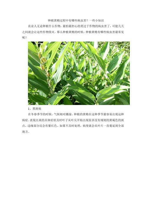 种植黄精过程中有哪些病虫害？一些小知识