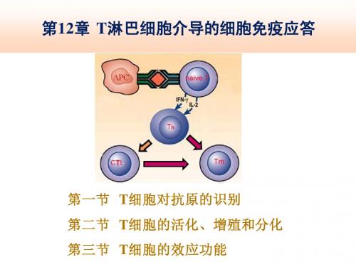 12 T淋巴细胞介导的细胞免疫应答