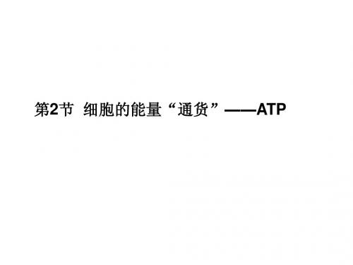 人教版教学课件11-12学年高一生物必修1(新人教版)同步课件：52 细胞的能量“通货”——ATP