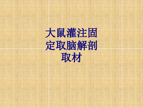 大鼠灌注固定取脑解剖取材讲义