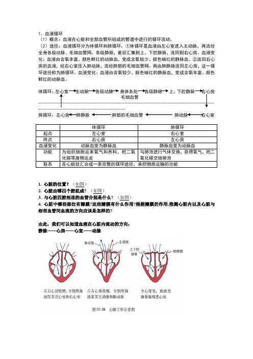 科学血液循环知识点详述