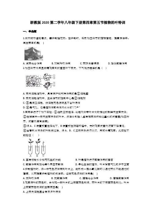 _4.5  植物的叶与蒸腾作用基础特训     2020—2021学年浙教版八年级科学下册