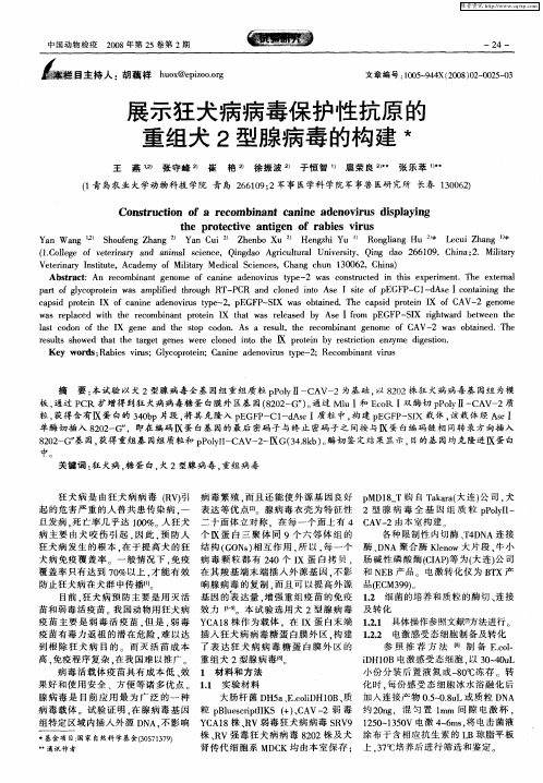 展示狂犬病病毒保护性抗原的重组犬2型腺病毒的构建