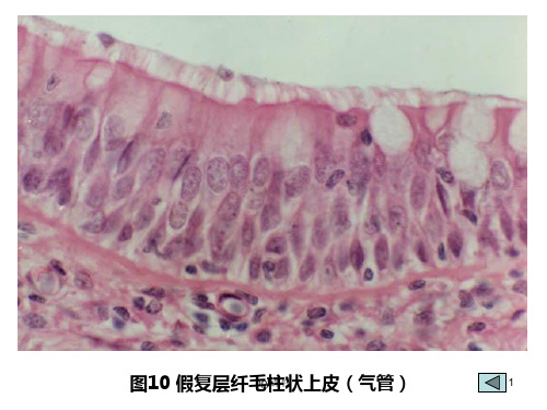 组胚切片复习  ppt课件