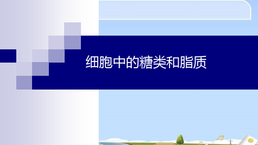 2.4细胞中的糖类和脂质(共21张PPT)