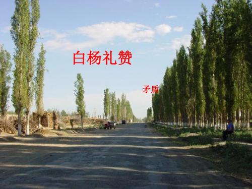 新苏教版八年级下册语文第二课白杨礼赞课件ppt19张