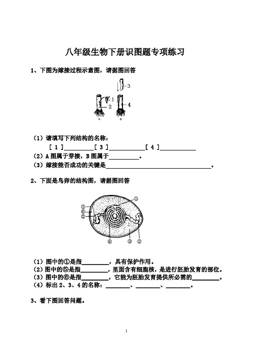 初中生物：八年级生物下册识图题专项练习(含答案)