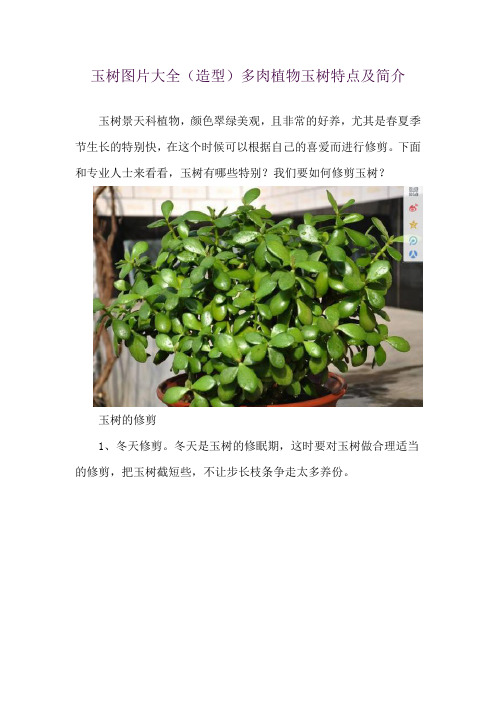 玉树图片大全(造型) 多肉植物玉树特点及简介