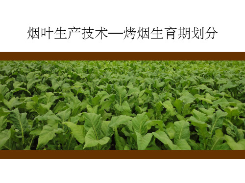 烤烟生育期划分
