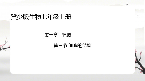 1.1.3细胞的结构 课件-2024--2025学年冀少版生物七年级上册