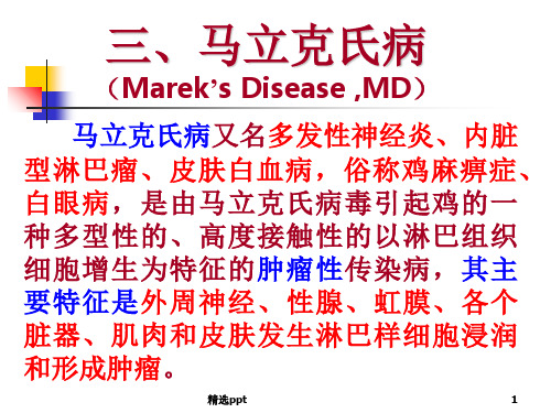 鸡马立克氏病