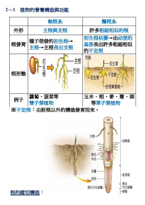 根的纵切构造