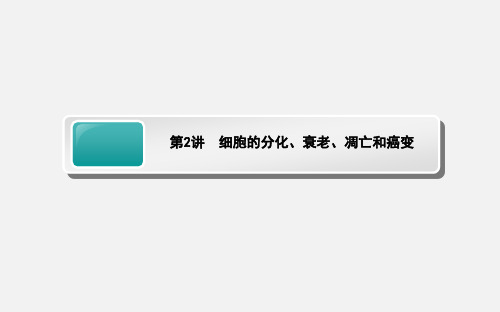 高考生物 一轮复习 6.2 细胞的分化、衰老、凋亡和癌变 新人教必修1