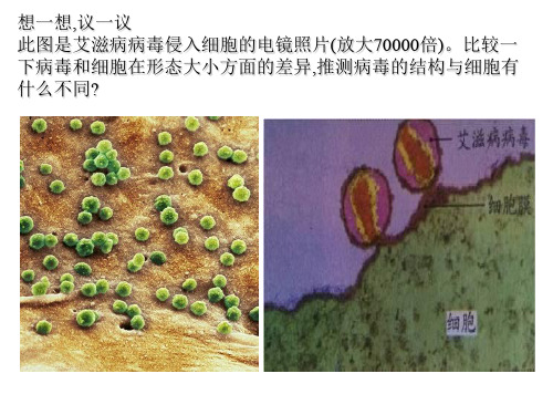 人教版八年级生物上册第五章 病毒  课件 (31张PPT)