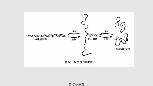 核酸分子杂交技术核酸分子杂交的基本原理PPT课件