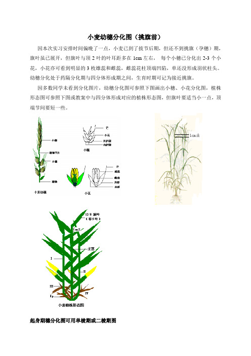 小麦幼穗分化图