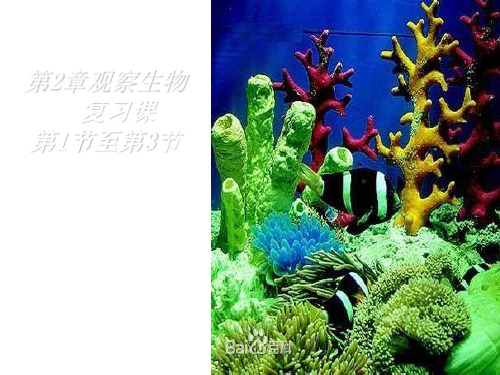 浙教版科学七年级上册观察生物 (13节)复习课件 (共23张PPT)