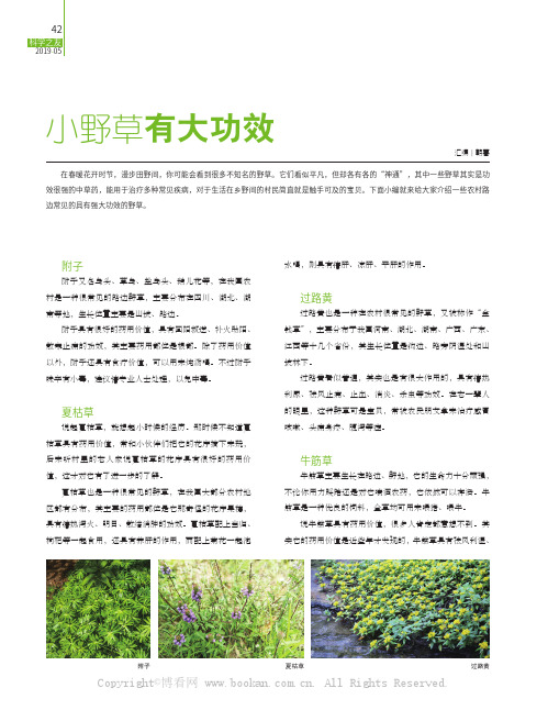 小野草有大功效