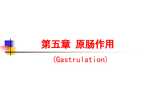 第6章 原肠作用Gastrulation