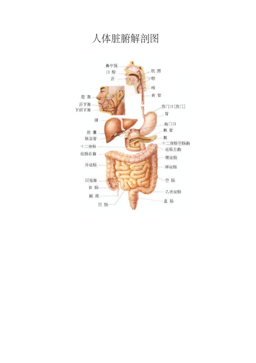 人体脏腑解剖图