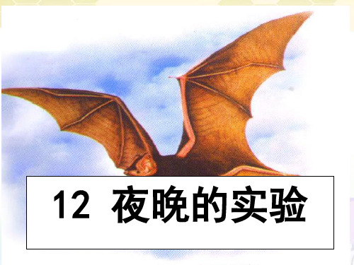六年级语文PPT课件-夜晚的实验