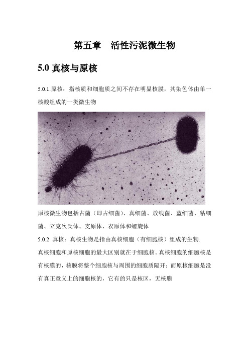 第五章 活性污泥中的微生物