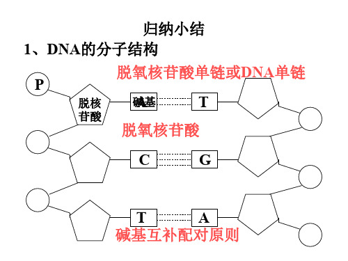 高二生物遗传的物质基础