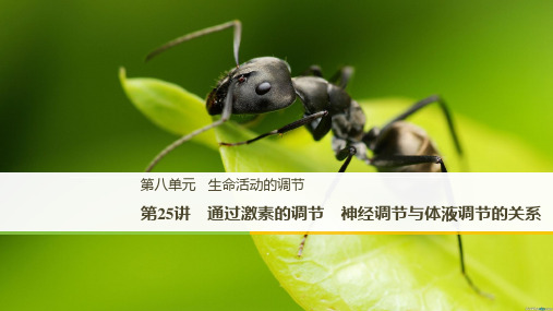 2021年高考生物一轮复习第25讲(通过激素的调节、神经调节和体液调节的关系)